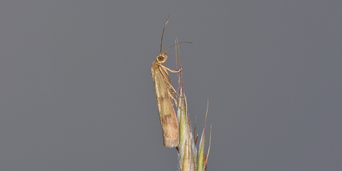 Da identificare - Homoeosoma sinuella, Pyralidae